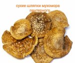 Мухомор Пантерный, сухие шляпки (Amanita Pantherina) 